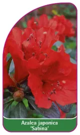 etykieta-szkolkarska-azalea-japonica-sabina