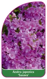 etykieta-szkolkarska-azalea-japonica-sasava-mini