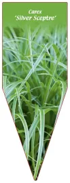 etykieta-szkolkarska-carex-silver-sceptre
