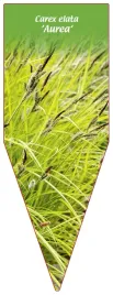 etykieta-szkolkarska-carex-elata-aurea