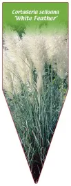 etykieta-szkolkarska-cortaderia-selloana-white-feather