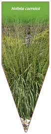 etykieta-szkolkarska-molinia-caerulea