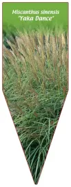 etykieta-szkolkarska-miscanthus-sinensis-yaka-dance