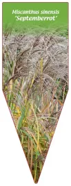 etykieta-szkolkarska-miscanthus-sinensis-septemberrot