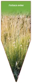 etykieta-szkolkarska-festuca-ovina