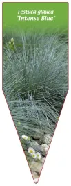 etykieta-szkolkarska-festuca-glauca-intense-blue