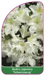 etykieta-szkolkarska-azalea-japonica-schneezwerg