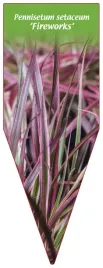 etykieta-szkolkarska-pennisetum-setaceum-fireworks