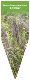 etykieta-szkolkarska-pennisetum-alopecuroides-gelbstiel