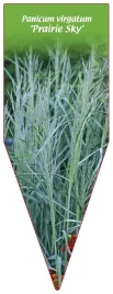 etykieta-szkolkarska-panicum-virgatum-prairie-sky