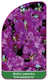 etykieta-szkolkarska-azalea-japonica-schrammstein-mini