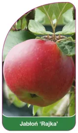 etykieta-szkolkarska-jablon-rajka