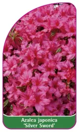 etykieta-szkolkarska-azalea-japonica-silver-sword-mini