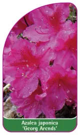 etykieta-szkolkarska-azalea-japonica-georg-arends-b