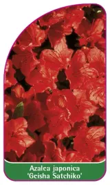 etykieta-szkolkarska-azalea-japonica-geisha-satchiko-mini-b