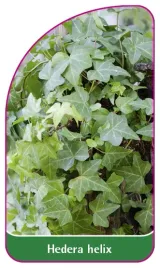 etykieta-szkolkarska-hedera-helix-mini
