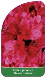 etykieta-szkolkarska-azalea-japonica-stewartoniana-b