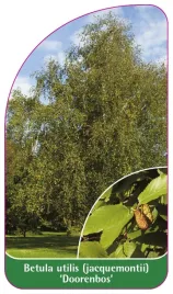 etykieta-szkolkarska-betula-utilis-jacquemontii-doorenbos-b