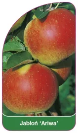 etykieta-szkolkarska-jablon-ariwa