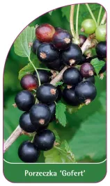 etykieta-szkolkarska-porzeczka-gofert