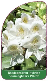 etykieta-szkolkarska-rhododendron-cunningham-s-white-b