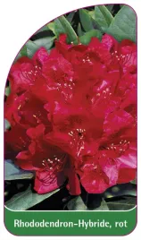 etykieta-szkolkarska-rhododendron-hybride-rot-b