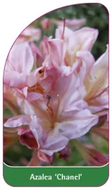 etykieta-szkolkarska-azalea-chanel-b