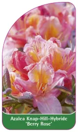 etykieta-szkolkarska-azalea-berry-rose-c