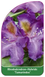 etykieta-szkolkarska-rhododendron-tamarindos-b