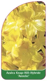 etykieta-szkolkarska-azalea-anneke-b