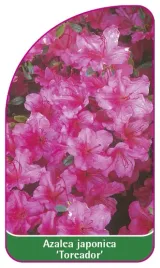 etykieta-szkolkarska-azalea-japonica-toreador