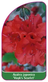 etykieta-szkolkarska-azalea-japonica-vuyk-s-scarlet