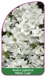 etykieta-szkolkarska-azalea-japonica-white-lady-mini