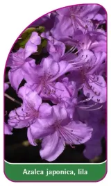 etykieta-szkolkarska-azalea-japonica-lila-b