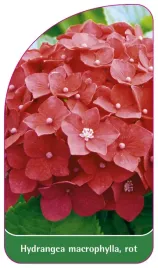 etykieta-szkolkarska-hydrangea-macrophylla-rot-b