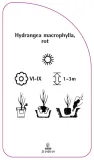etykieta-szkolkarska-hydrangea-macrophylla-rot-b-stan-nowy