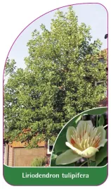etykieta-szkolkarska-liriodendron-tulipifera-b