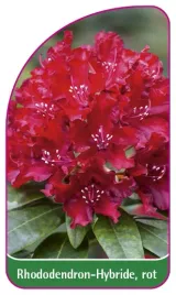 etykieta-szkolkarska-rhododendron-hybride-rot-mini