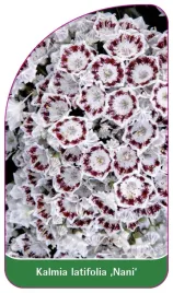 etykieta-szkolkarska-kalmia-latifolia-nani-b