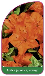 etykieta-szkolkarska-azalea-japonica-orange