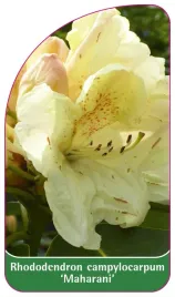 etykieta-szkolkarska-rhododendron-campylocarpum-maharani-b