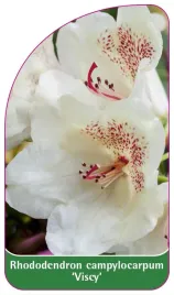 etykieta-szkolkarska-rhododendron-campylocarpum-viscy-b