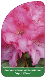 etykieta-szkolkarska-rhododendron-williamsianum-april-glow-b