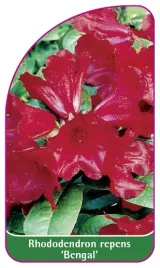 etykieta-szkolkarska-rhododendron-repens-bengal-mini-d