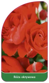 etykieta-szkolkarska-roza-okrywowa-294-standard