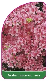 etykieta-szkolkarska-azalea-japonica-rosa-a