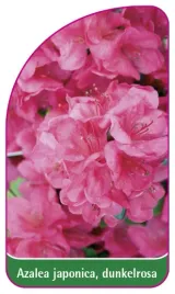 etykieta-szkolkarska-azalea-japonica-rosa-e