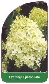 etykieta-szkolkarska-hydrangea-paniculata-i