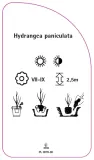 etykieta-szkolkarska-hydrangea-paniculata-i-stan-nowy