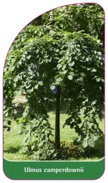 etykieta-szkolkarska-ulmus-camperdownii-b